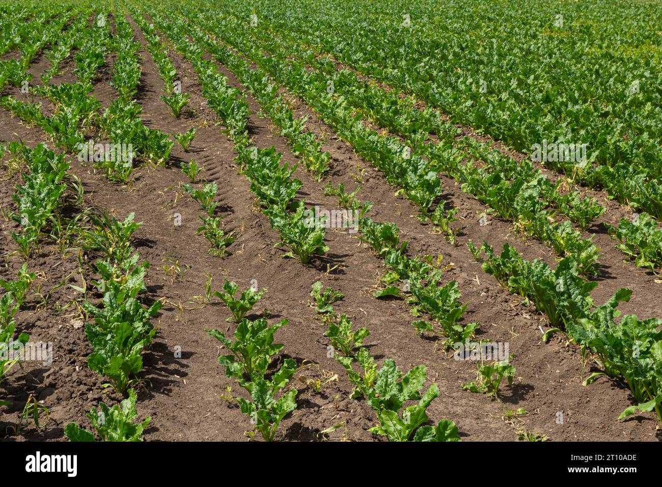 Agricultural scenery of of sweet sugar beet field. Sugar beets are young. Sugar beet field. Stock Photo