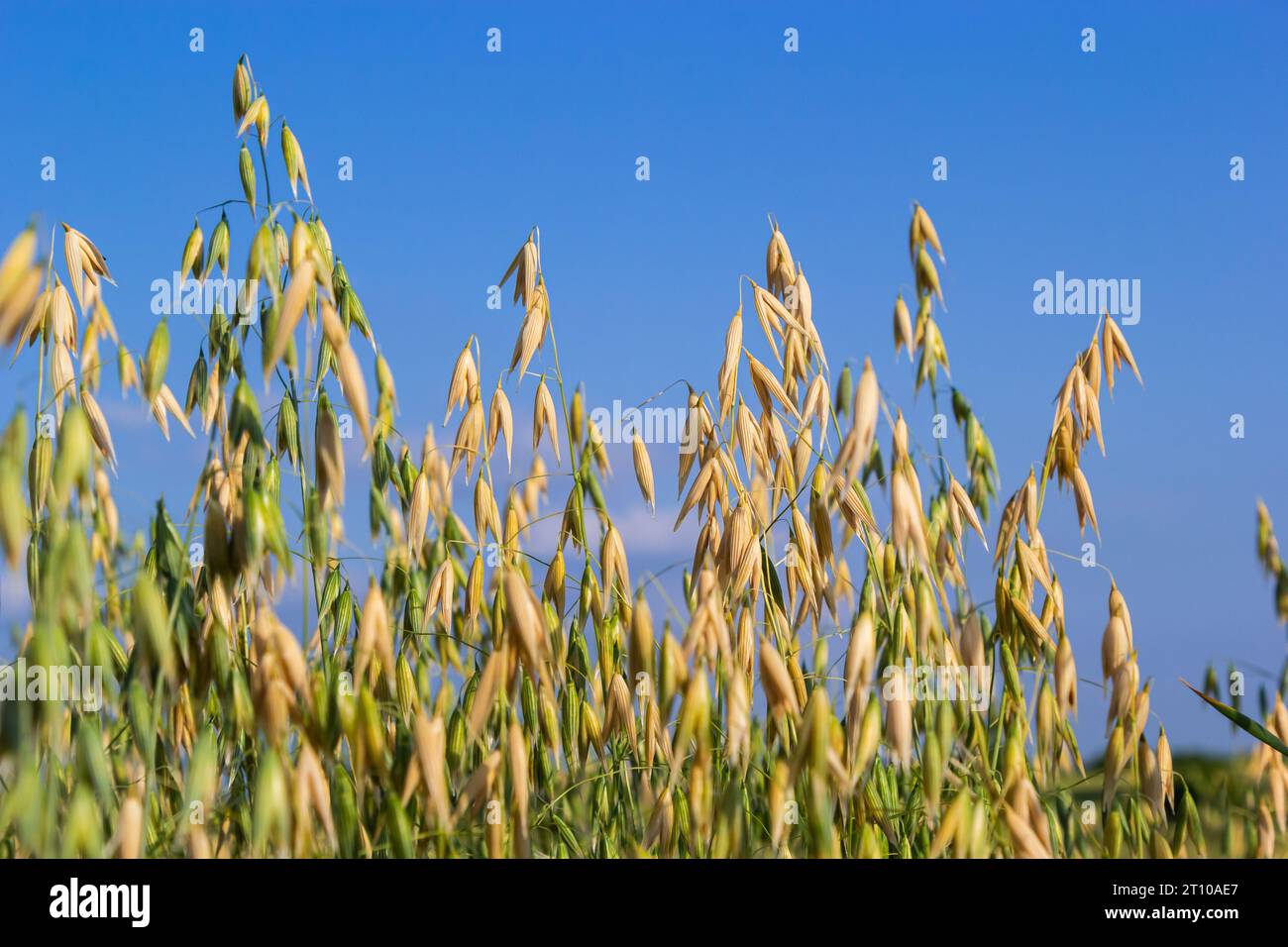 Avena sativa, Common oat, cereal grain grown for human consumption as oatmeal and rolled oat. Stock Photo