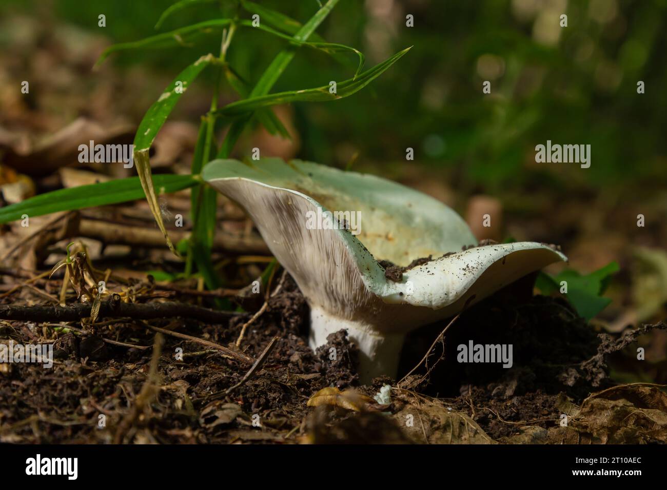 Lactarius vellereus or Lactarius piperatus is large white gilled and edible mushroom with a flat cap common in Europe and America. Stock Photo