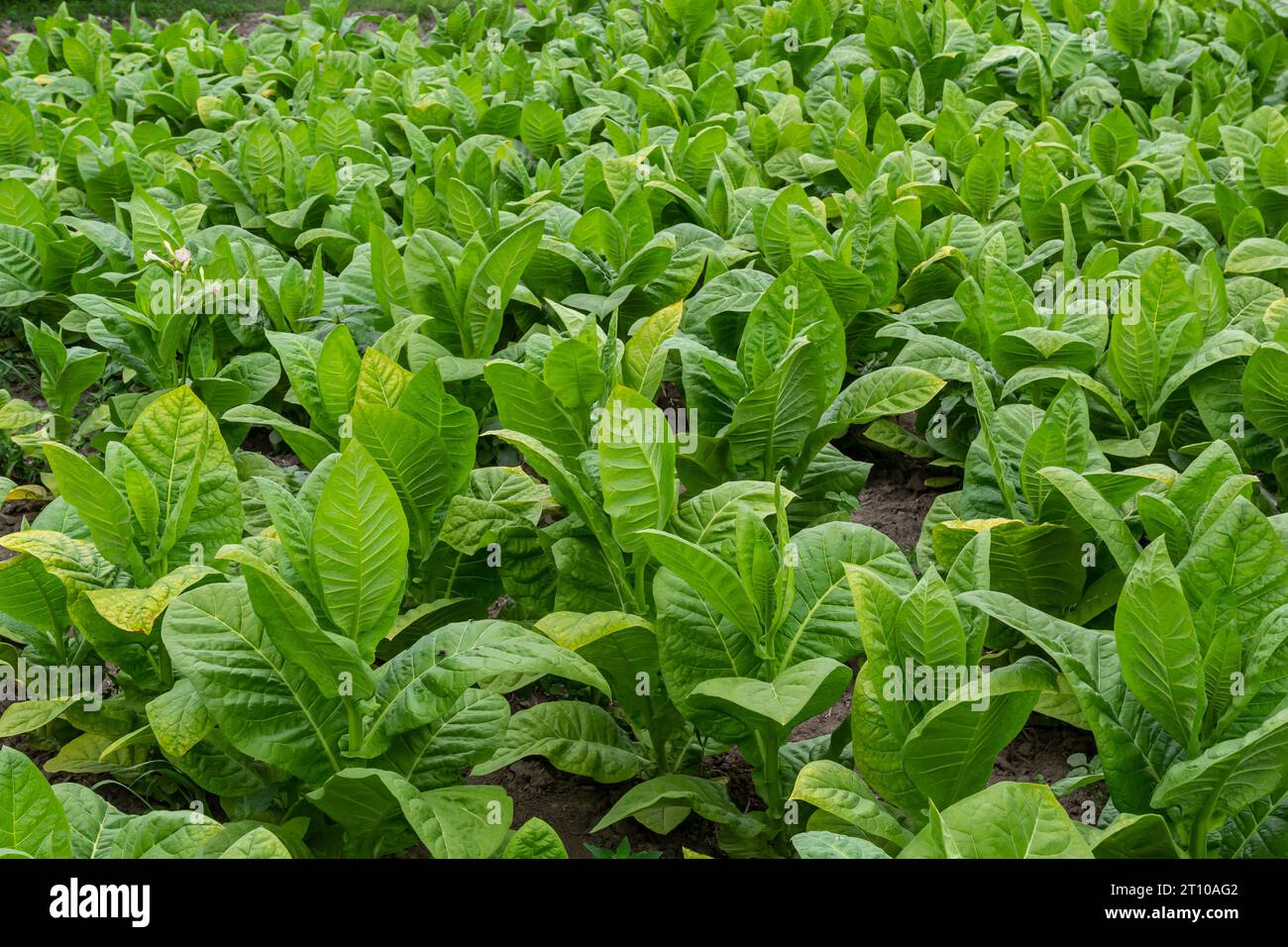 Tobacco leaf in blurred tobacco plantation field background. Tobacco