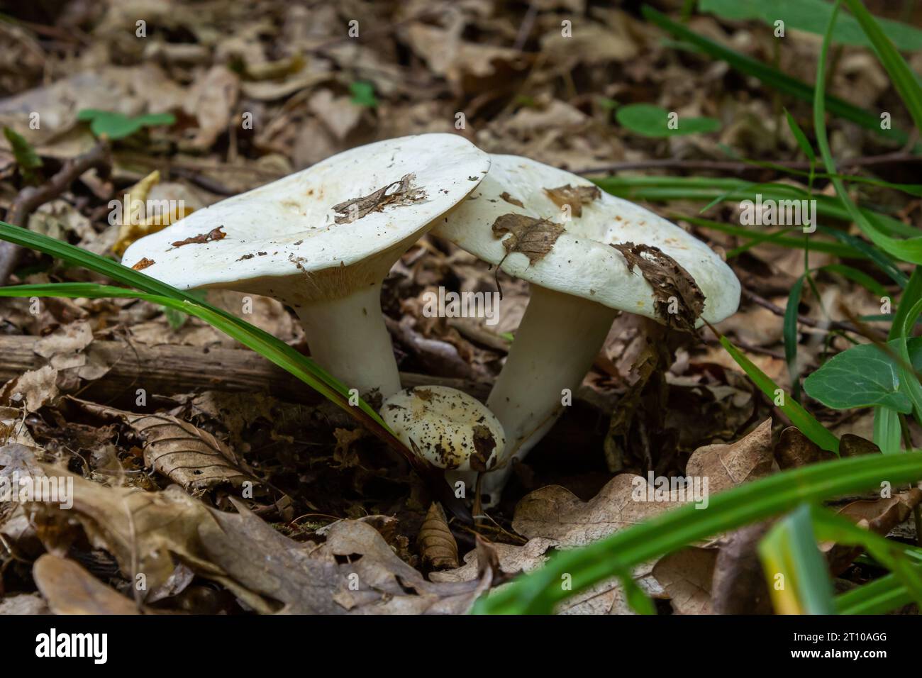 Lactarius vellereus or Lactarius piperatus is large white gilled and edible mushroom with a flat cap common in Europe and America. Stock Photo