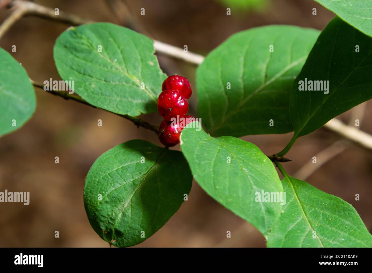 Festive Holiday Honeysuckle Branch with Red Berries Lonicera xylosteum. Stock Photo