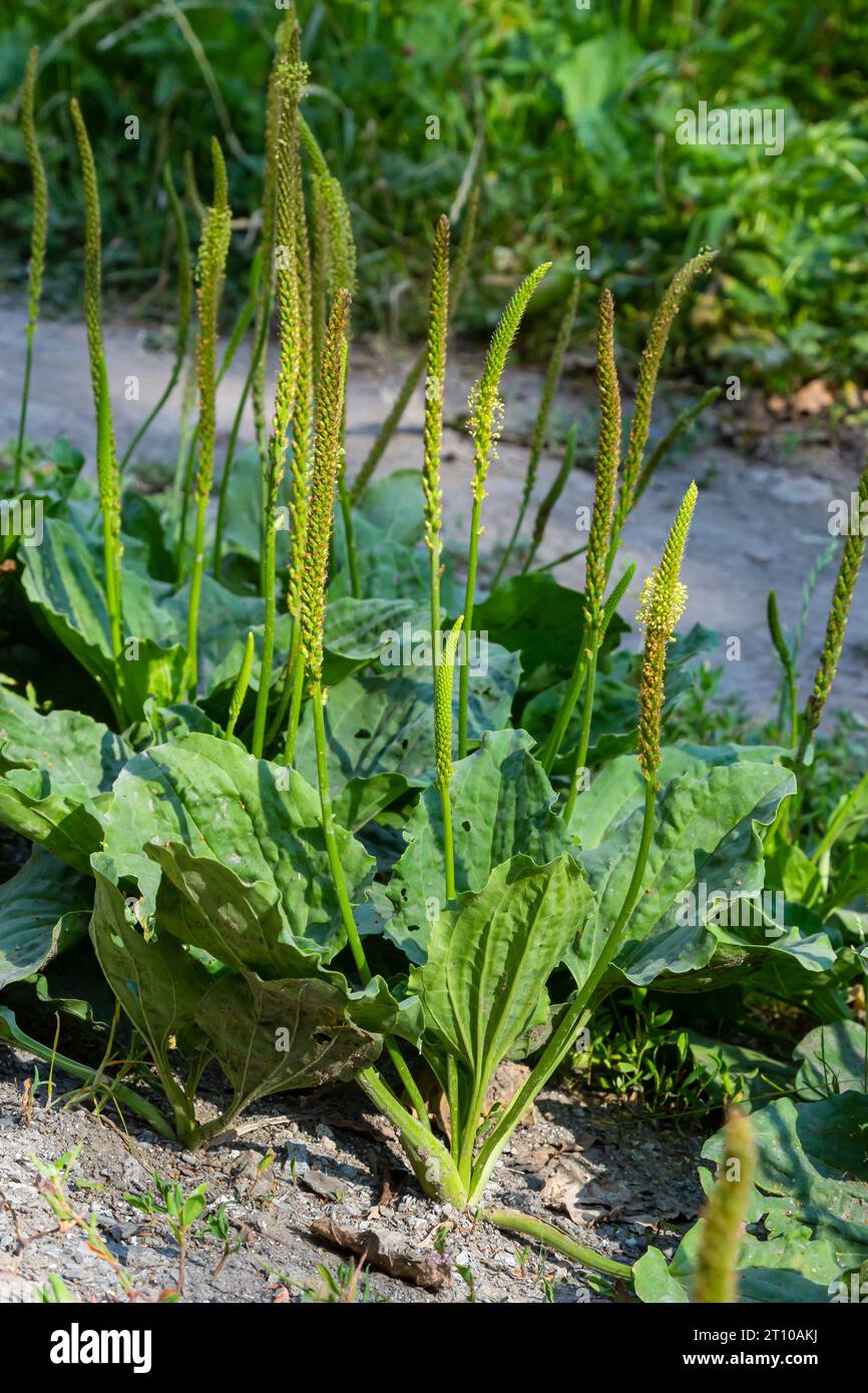 In summer, plantain is large, Plantago major, Plantago borysthenica, grows in the wild. Stock Photo