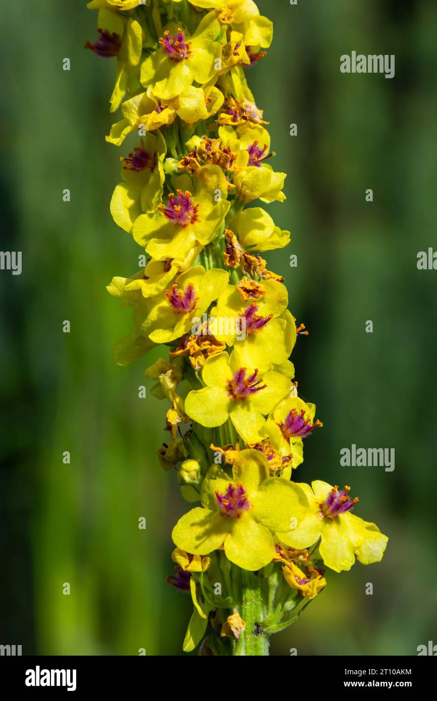 Verbascum nigrum, the black royal candle, grows in ruins, embankments, pathways, meadows, bright forests, yellow in June. Stock Photo