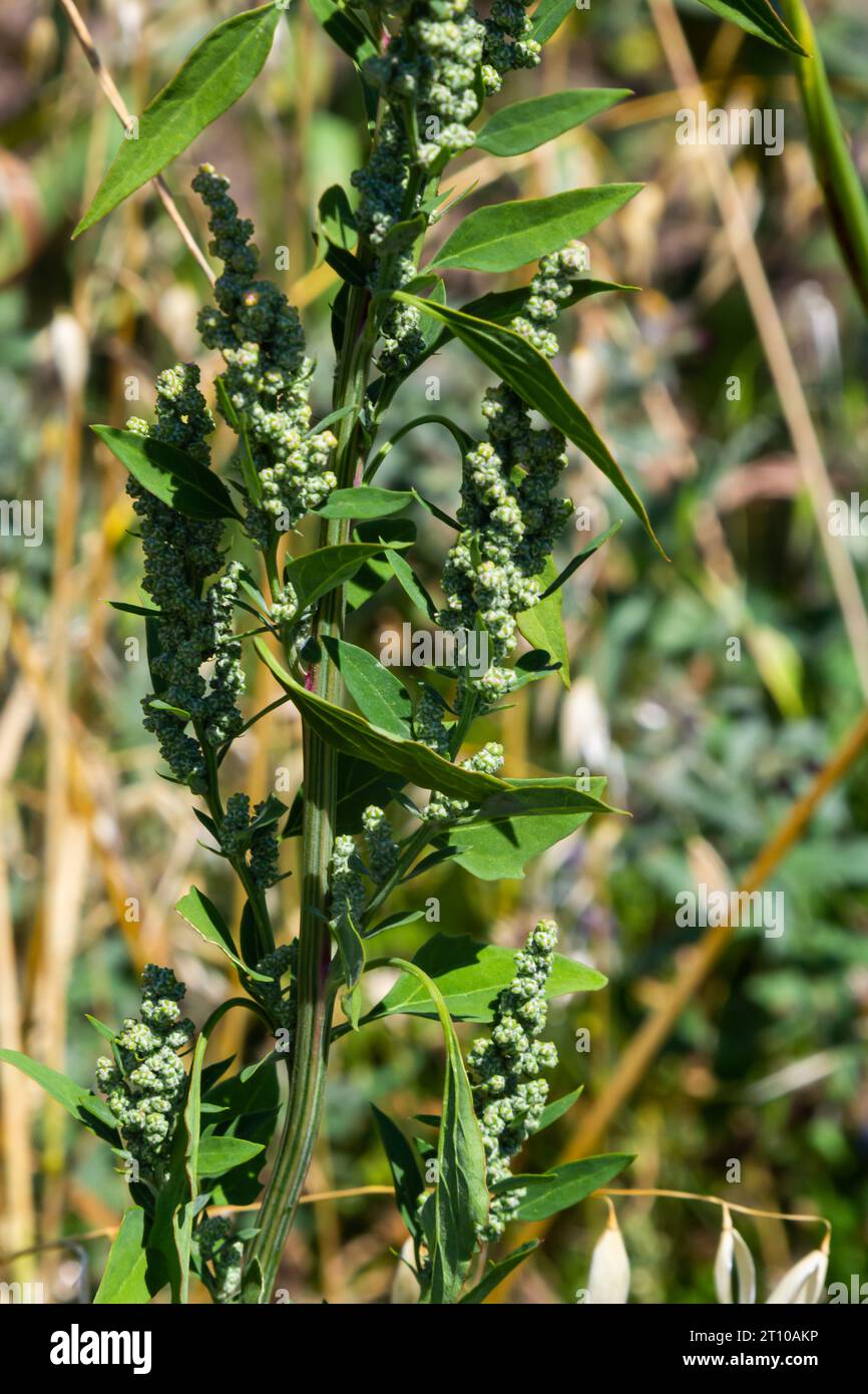 Chenopodium album is also called lamb's quarters, melde, goosefoot or fat-hen. Stock Photo