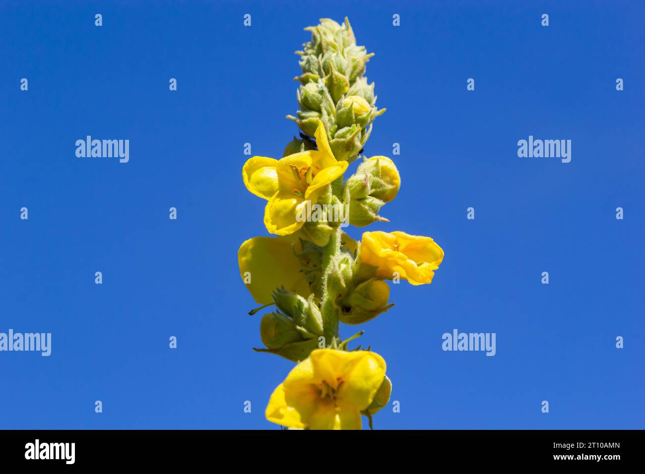 Verbascum speciosum yellow widflowers bees pollination. summer day. Stock Photo