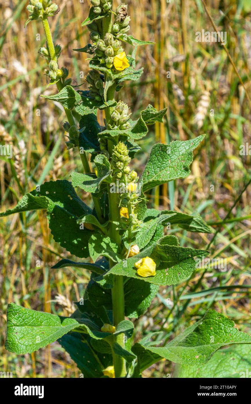 Verbascum speciosum yellow widflowers bees pollination. summer day. Stock Photo