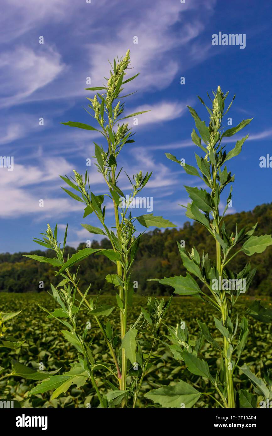 Lambs quarter flowers Lamb's quarter Chenopodium album is a roadside