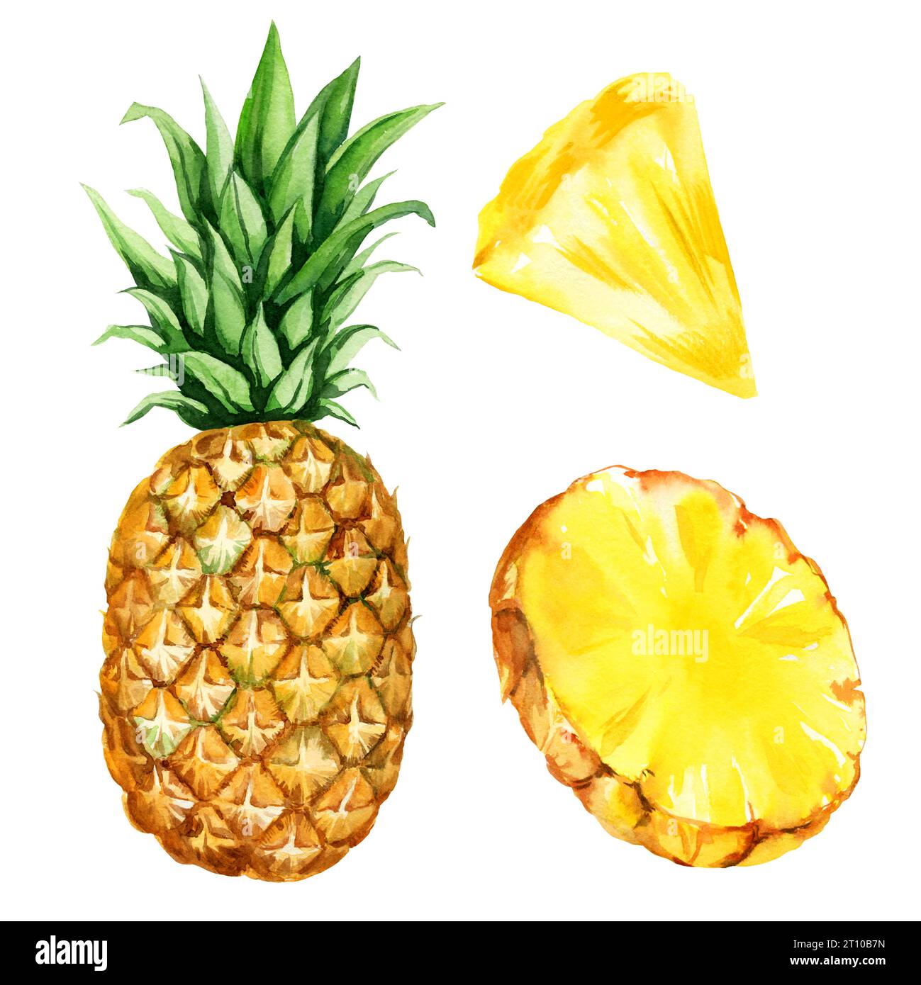 watercolor hand drawn illustration of pineapple with half and slices ...