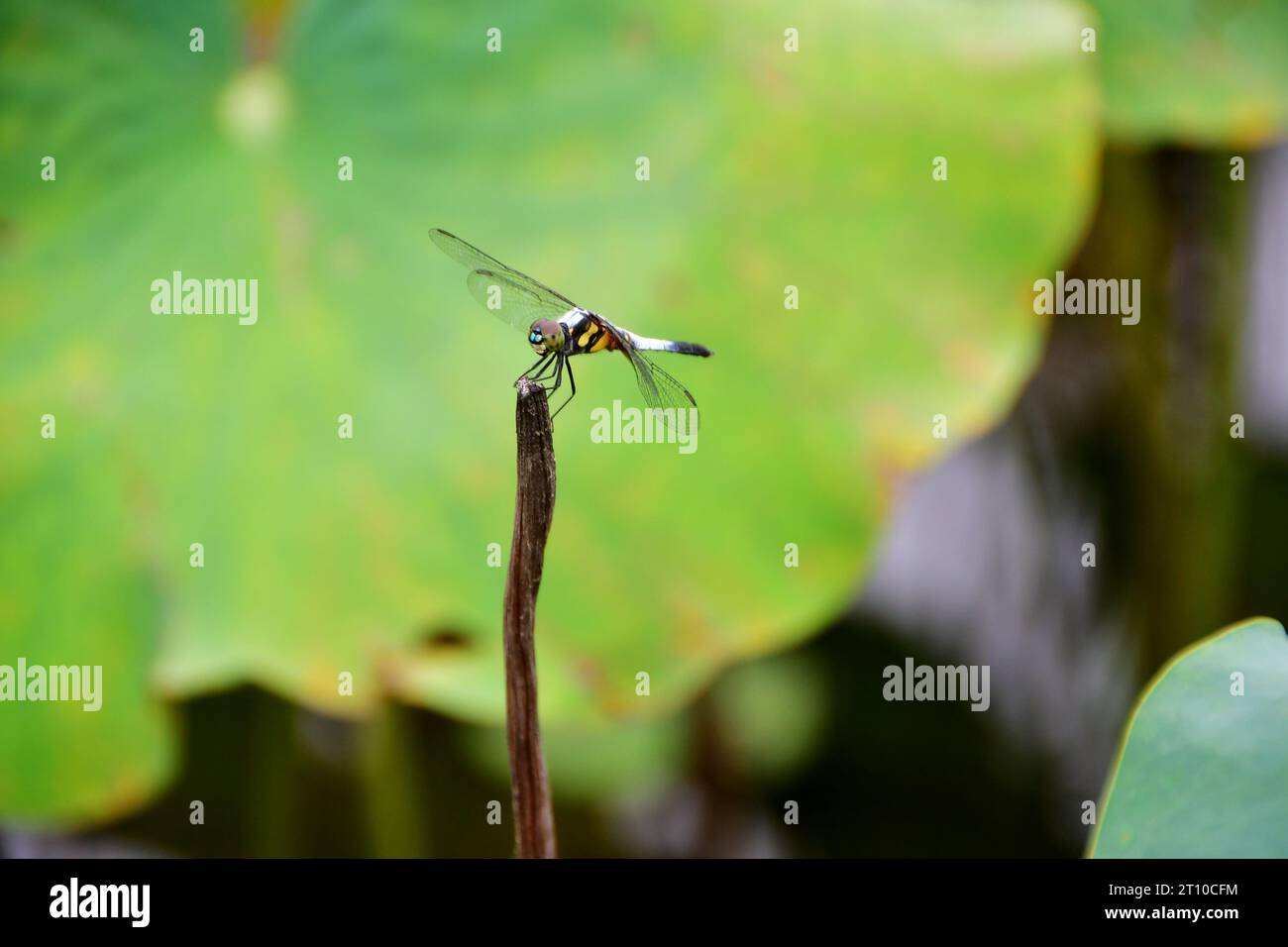 Photo of a dragonfly sitting on a plant in a pond Stock Photo - Alamy