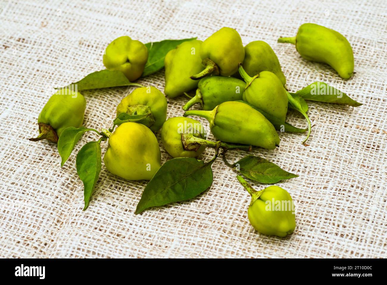 Pile of small green peppers on beige tablecloth. Stock Photo