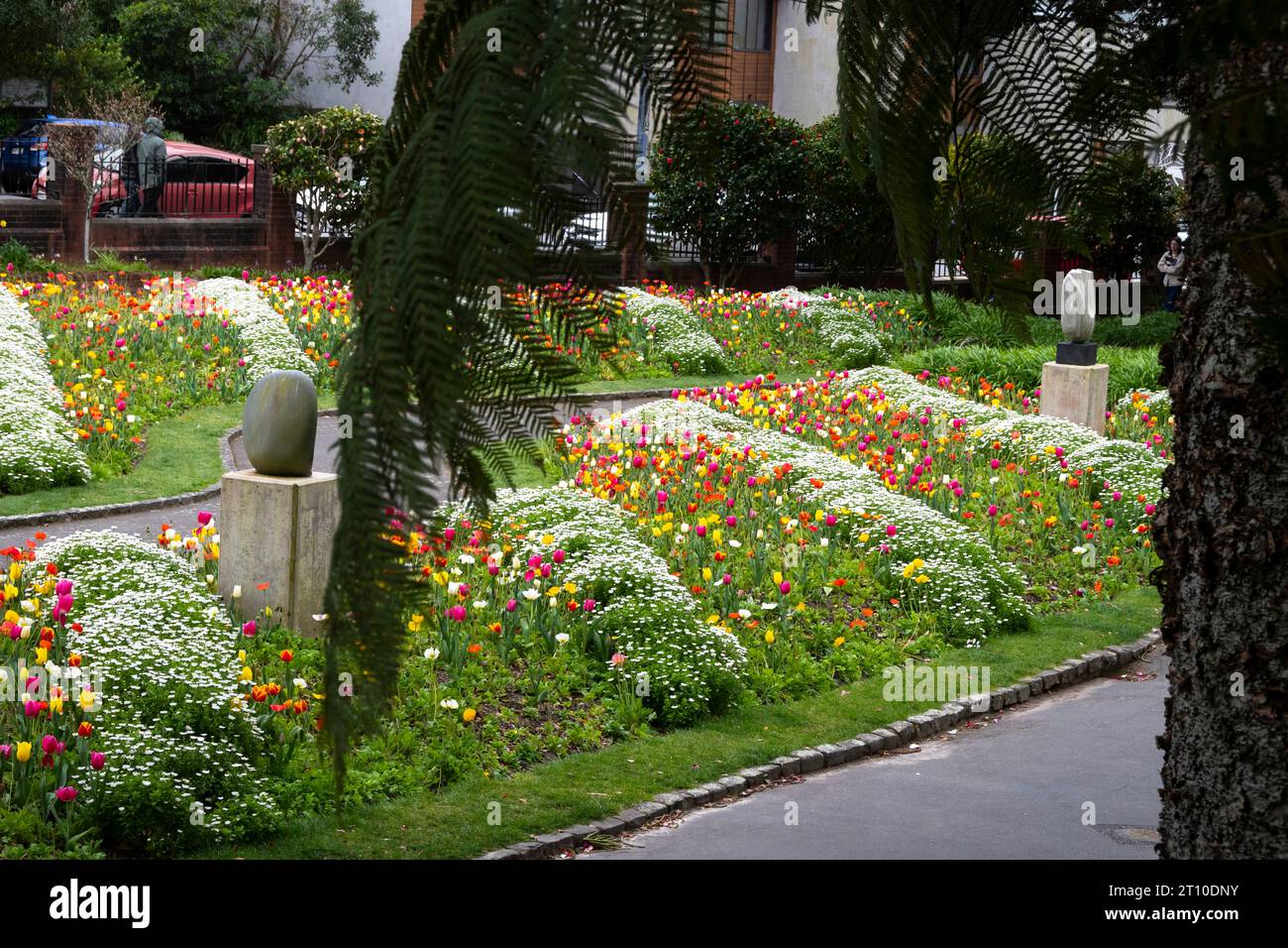 Tulips, Botanical Gardens, Wellington, North Island, New Zealand Stock