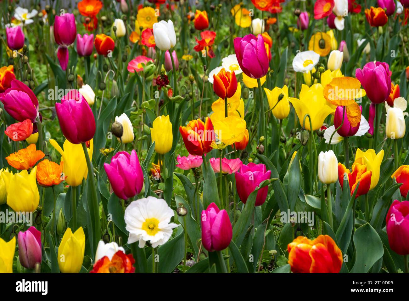 Tulips, Botanical Gardens, Wellington, North Island, New Zealand Stock
