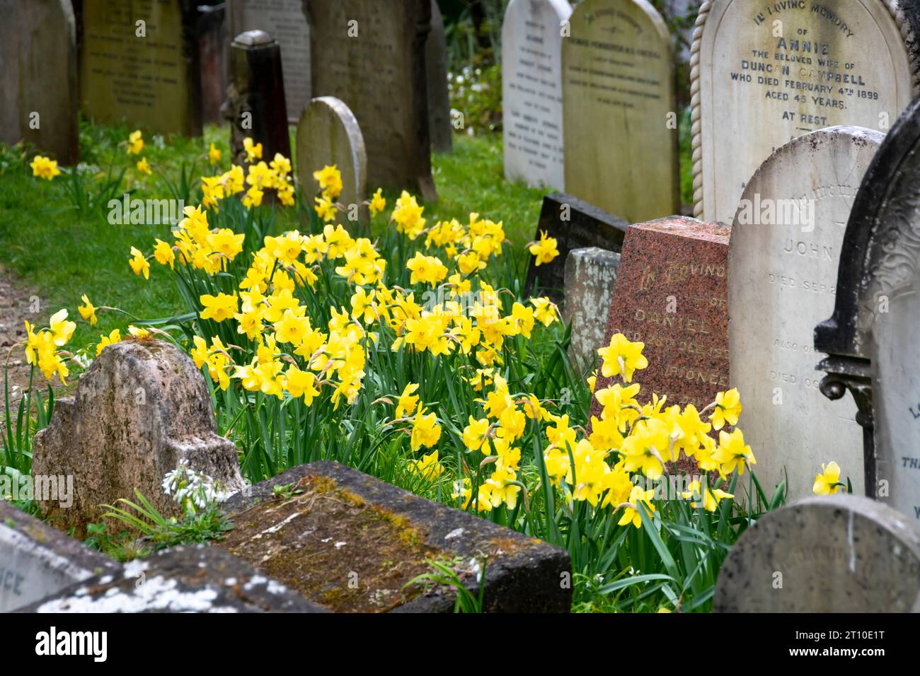 Daffodils and gravestones, Bolton Street Cemetery, Wellington, North Island, New Zealand Stock Photo