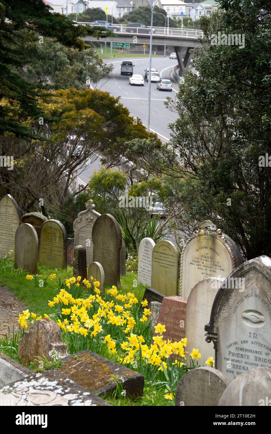 Daffodils and gravestones, Bolton Street Cemetery, Wellington, North Island, New Zealand.  Motorway in distance. Stock Photo