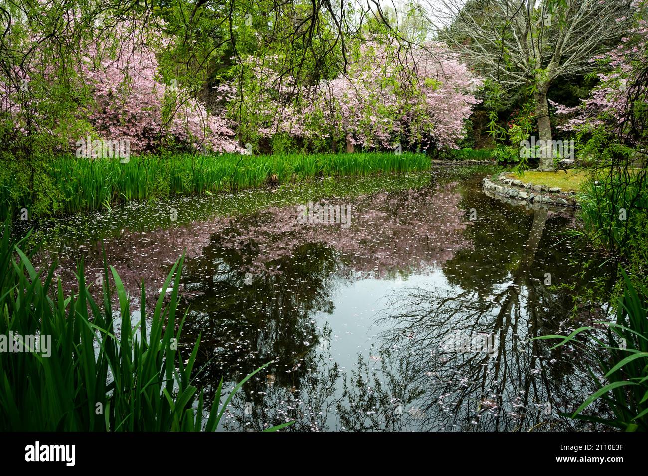 Cherry blossom in Blossom Valley, Aston Norwood gardens, Kaitoke, Upper Hutt, Wellington, North
