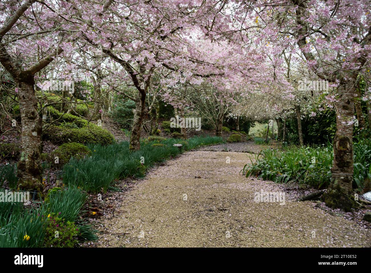 Cherry blossom in Blossom Valley, Aston Norwood gardens, Kaitoke, Upper