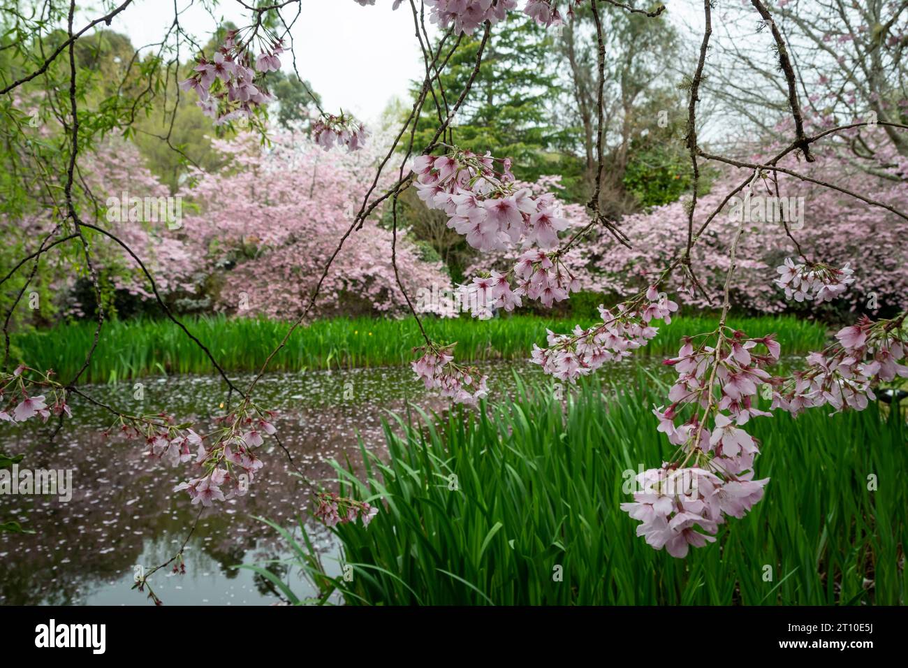Cherry blossom in Blossom Valley, Aston Norwood gardens, Kaitoke, Upper