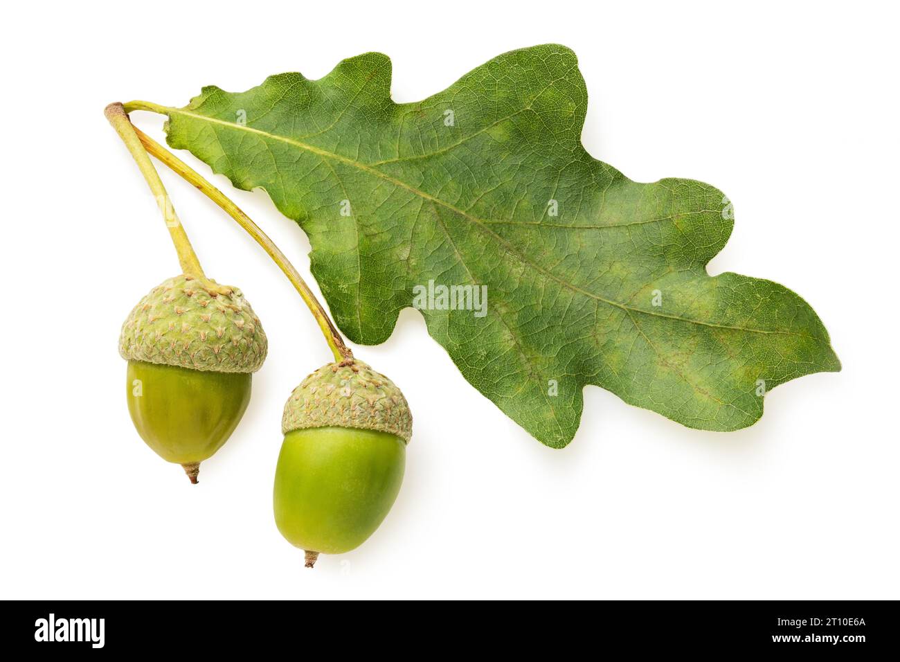 Oak leaf acorn white background hi-res stock photography and images - Alamy