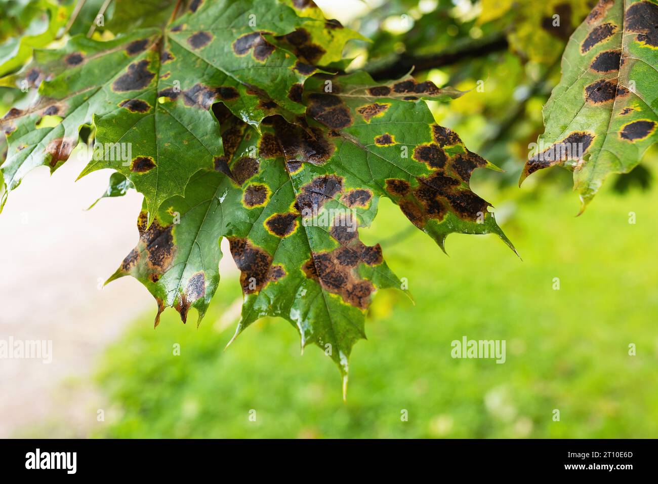 A fungal disease on maple leaves in the form of dark spots caused by the pathogen Rhytisma Acerinum Stock Photo