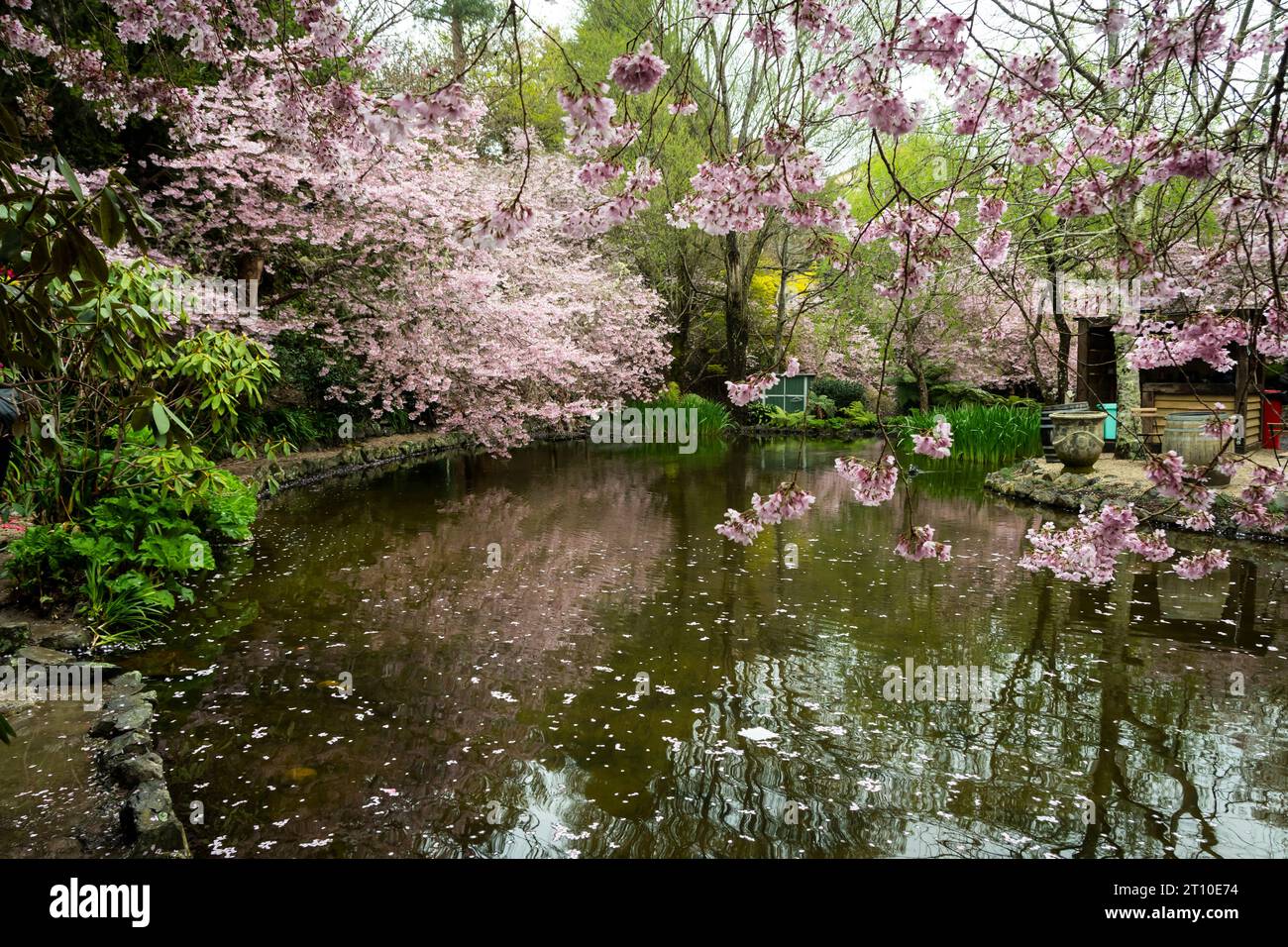 Cherry blossom in Blossom Valley, Aston Norwood gardens, Kaitoke, Upper