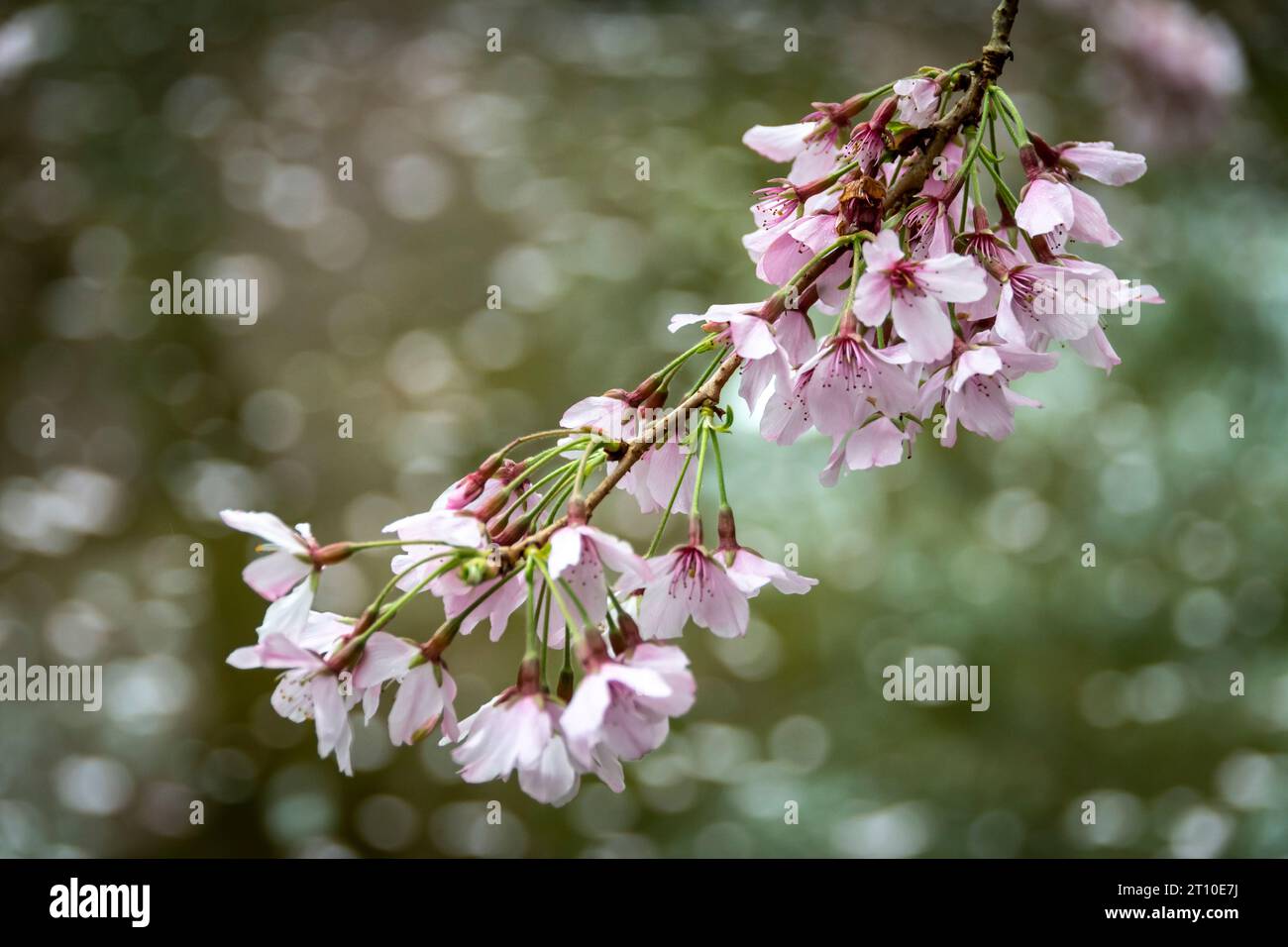 Cherry blossom in Blossom Valley, Aston Norwood gardens, Kaitoke, Upper