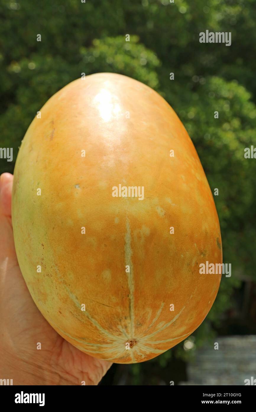 Hand Holding a Ripe Thai Melon against Blurry Green Foliage Stock Photo