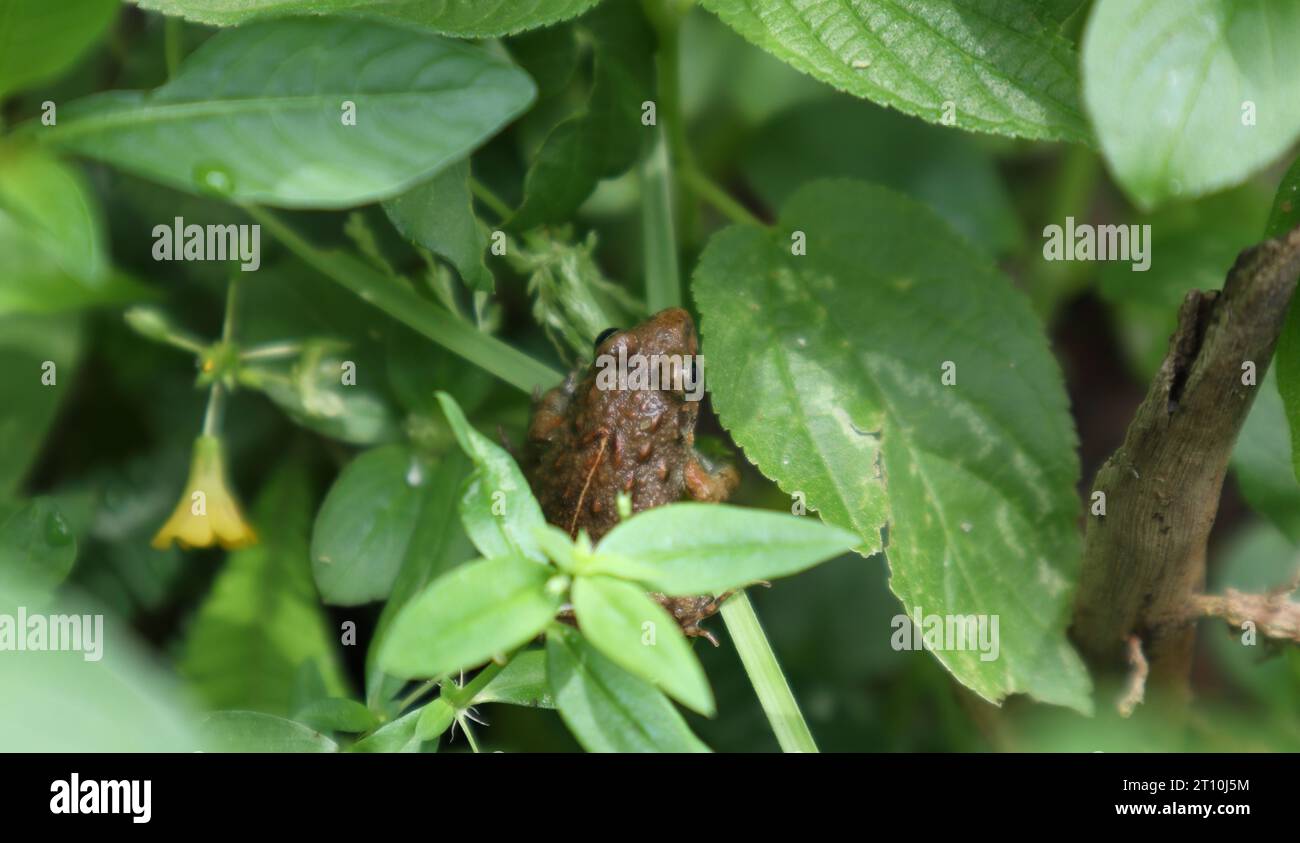 High angle view of a long legged cricket frog (Minervarya Syhadrensis) is hiding between wild plants growing on the ground in a moisture place Stock Photo