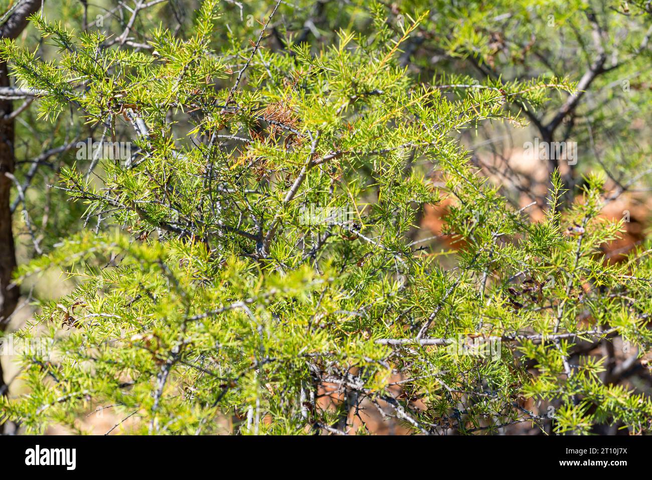 The native Australian Curara, Kurara or Dead Finish tree (Acacia tetragonophylla) with its slender and needle-like Phyllodes instead of leaves Stock Photo