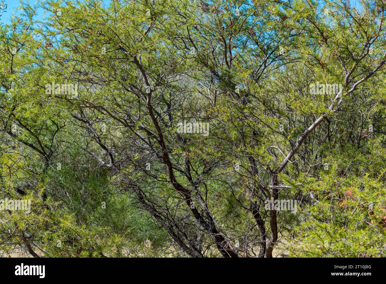 The native Australian Curara, Kurara or Dead Finish tree (Acacia tetragonophylla) with its slender and needle-like Phyllodes instead of leaves Stock Photo