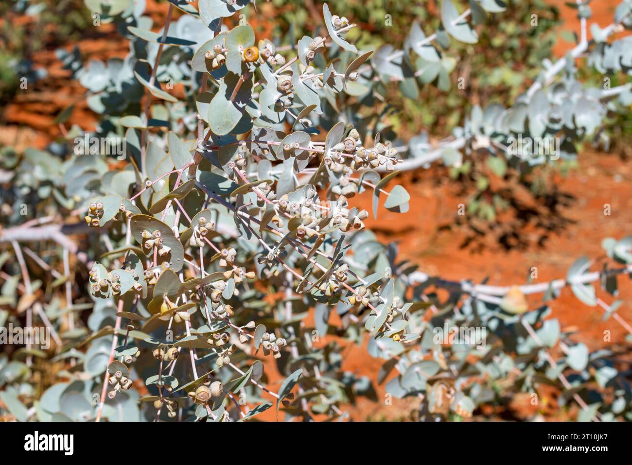 A close up of the Blue Leaved Mallee Tree (Eucalyptus polybractea) in Central Australia near Alice Springs (Mparntwe) Stock Photo