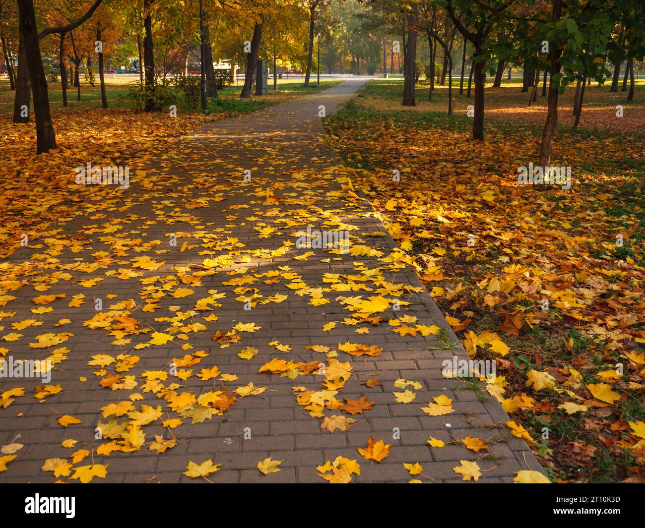 Closeup of golden yellow and orange autumn fallen leaves on a titled pathway in a city park. Beautiful natural fall background. Stock Photo