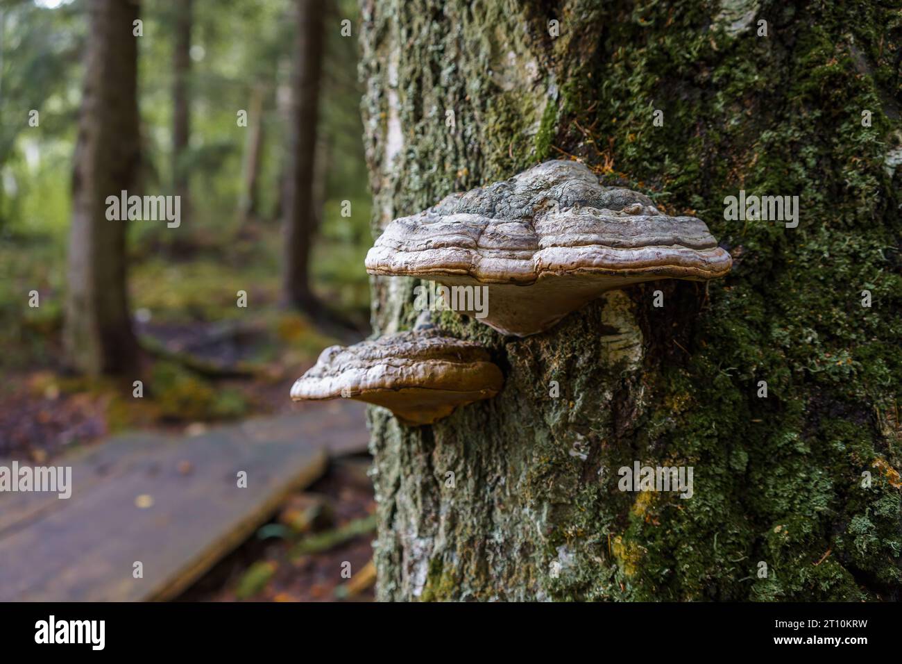Fungal fungi fungus parasite hi-res stock photography and images - Alamy