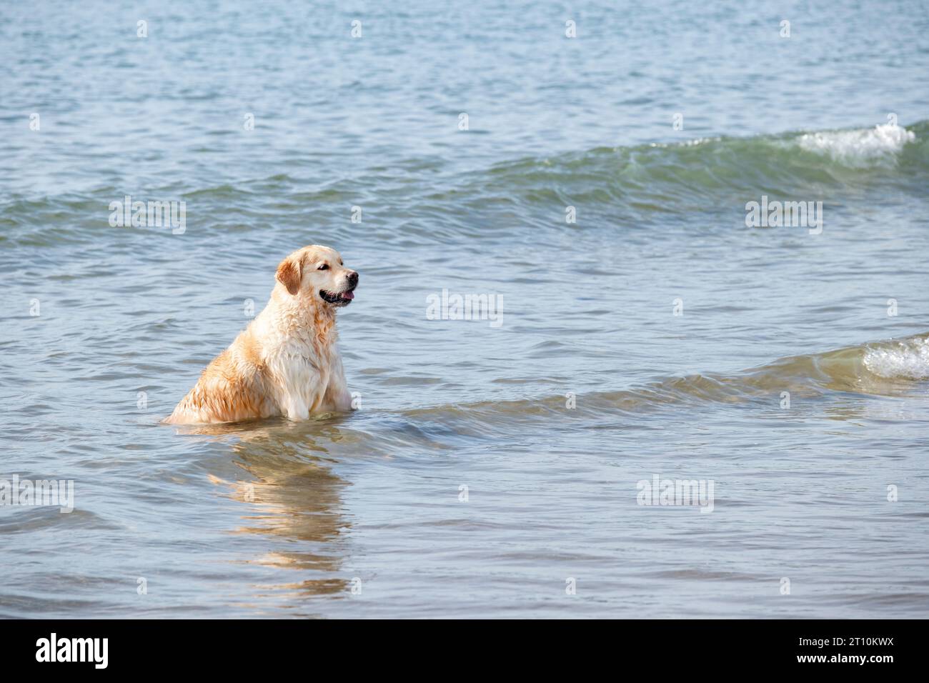 A large adult Golden Retriever dog sitting in shallow sea water as waves pass by him. The dog is wet and relaxed looking back towards the shore line Stock Photo