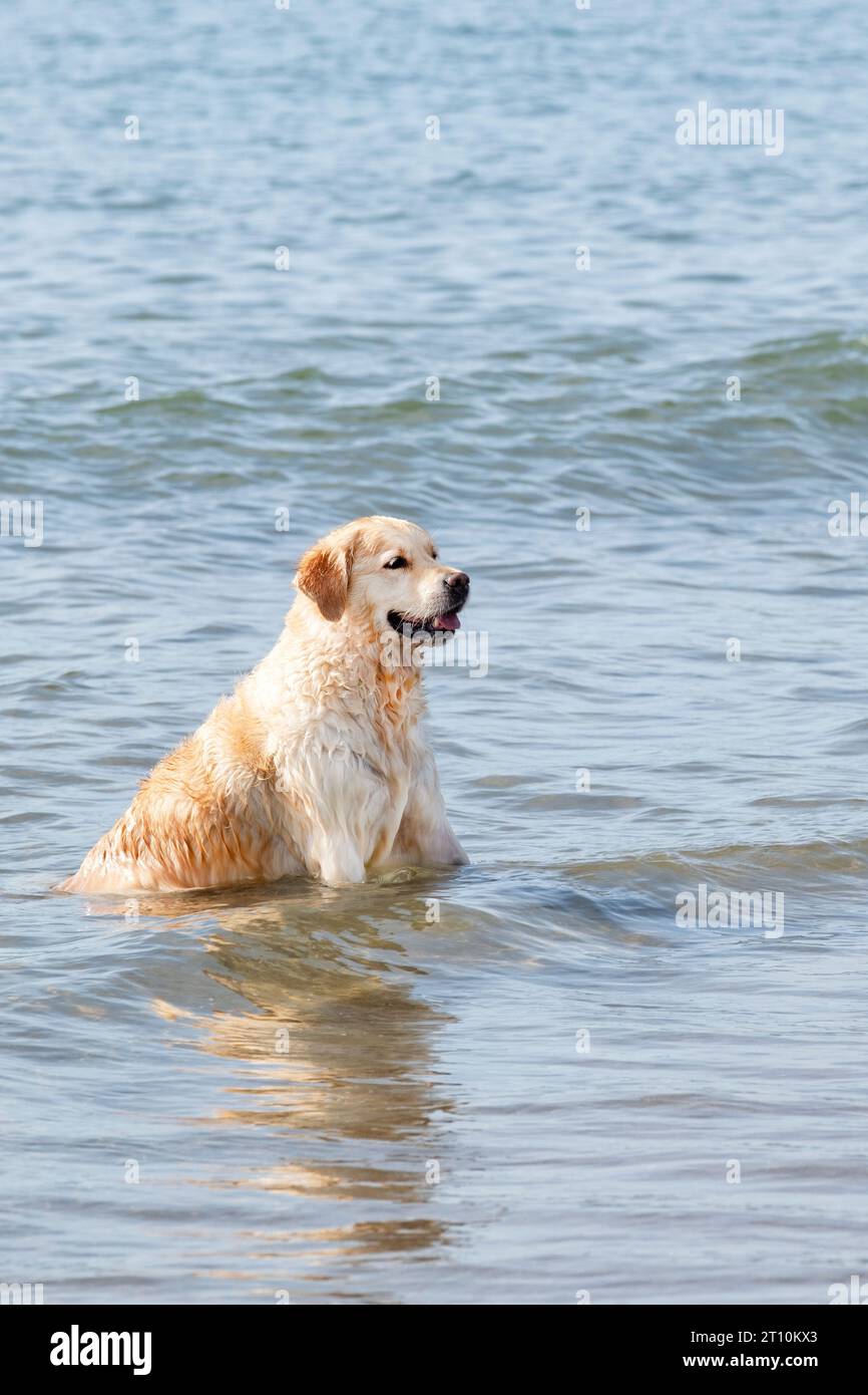 A large adult Golden Retriever dog sitting in shallow sea water as waves pass by him. The dog is wet and relaxed looking back towards the shore line Stock Photo