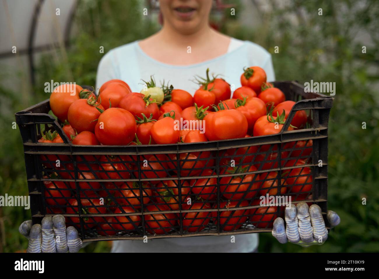 Woman holding a box of tomato crops. Farm for growing vegetables ...