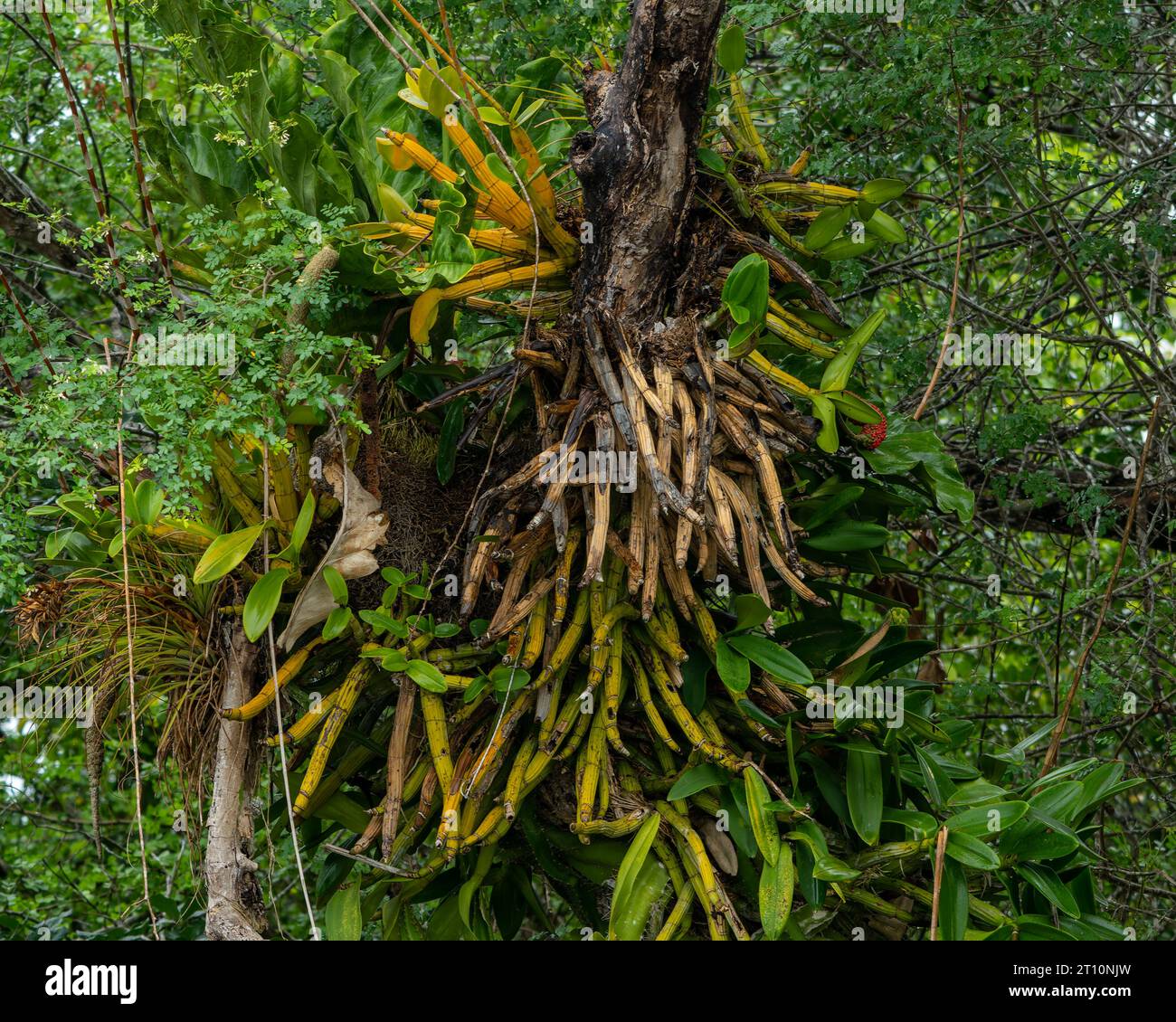 Pseudobulbs of the epiphytic orchid Myrmecophila christinae on a tree along the New River in the Orange Walk District of Belize. Stock Photo