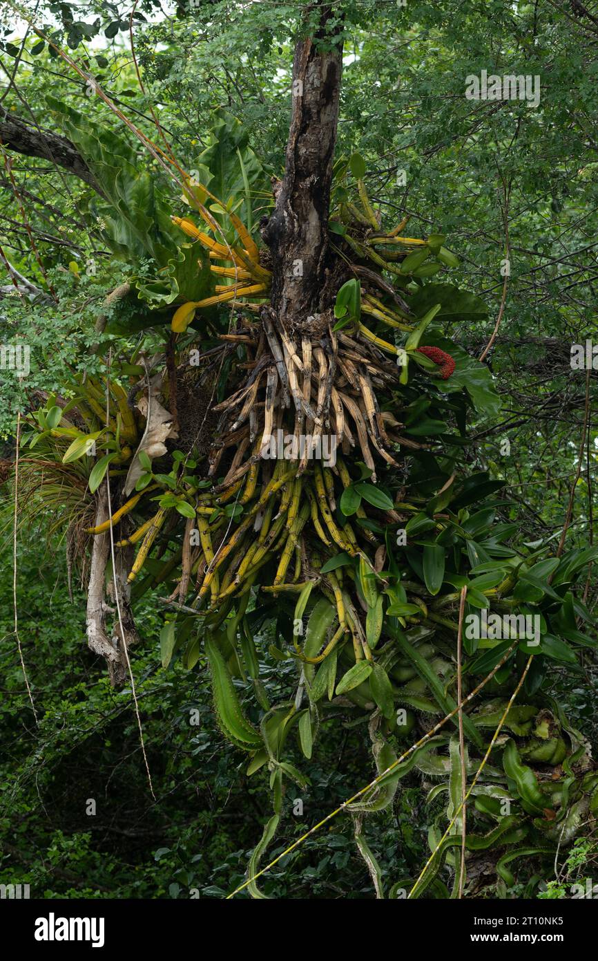 Pseudobulbs of the epiphytic orchid Myrmecophila christinae & cactus on a tree by the New River, Orange Walk District of Belize. Stock Photo
