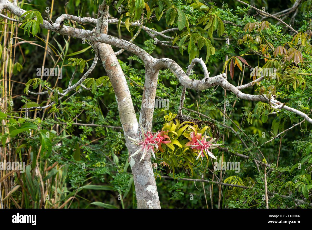 The pink inflorescence & flowers of a Shirley Temple Pant, Tillandsia streptophylla, on a tree by the New River in Belize. Stock Photo