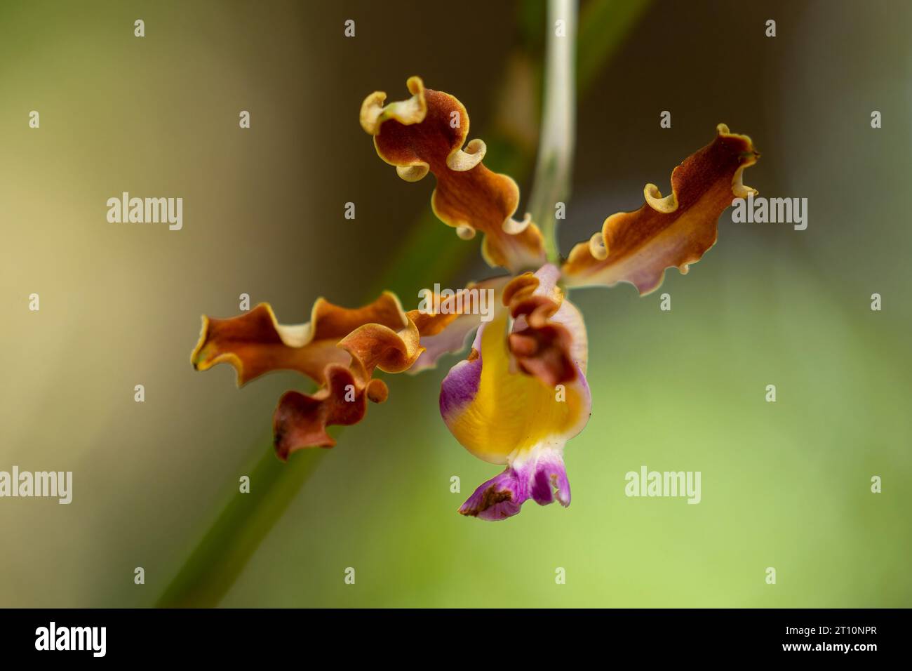 The Trumpet Player's Schomburgkia, Myrmecophila tibicinis, a small epiphytic orchid by the New River in Belize. Stock Photo