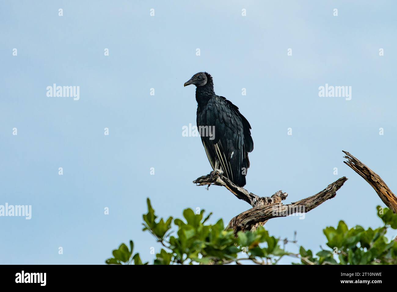 A Black Vulture, Coragyps atratus, in a dead tree by the New River in the Orange Walk District, Belize. Stock Photo