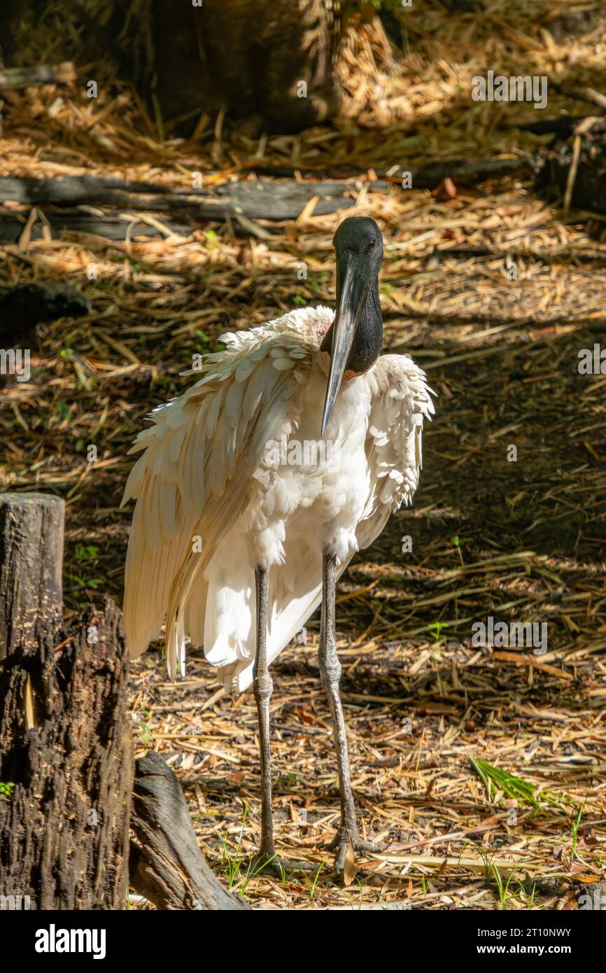 A Jabiru, Jabiru mycteria, in the Belize Zoo Stock Photo - Alamy