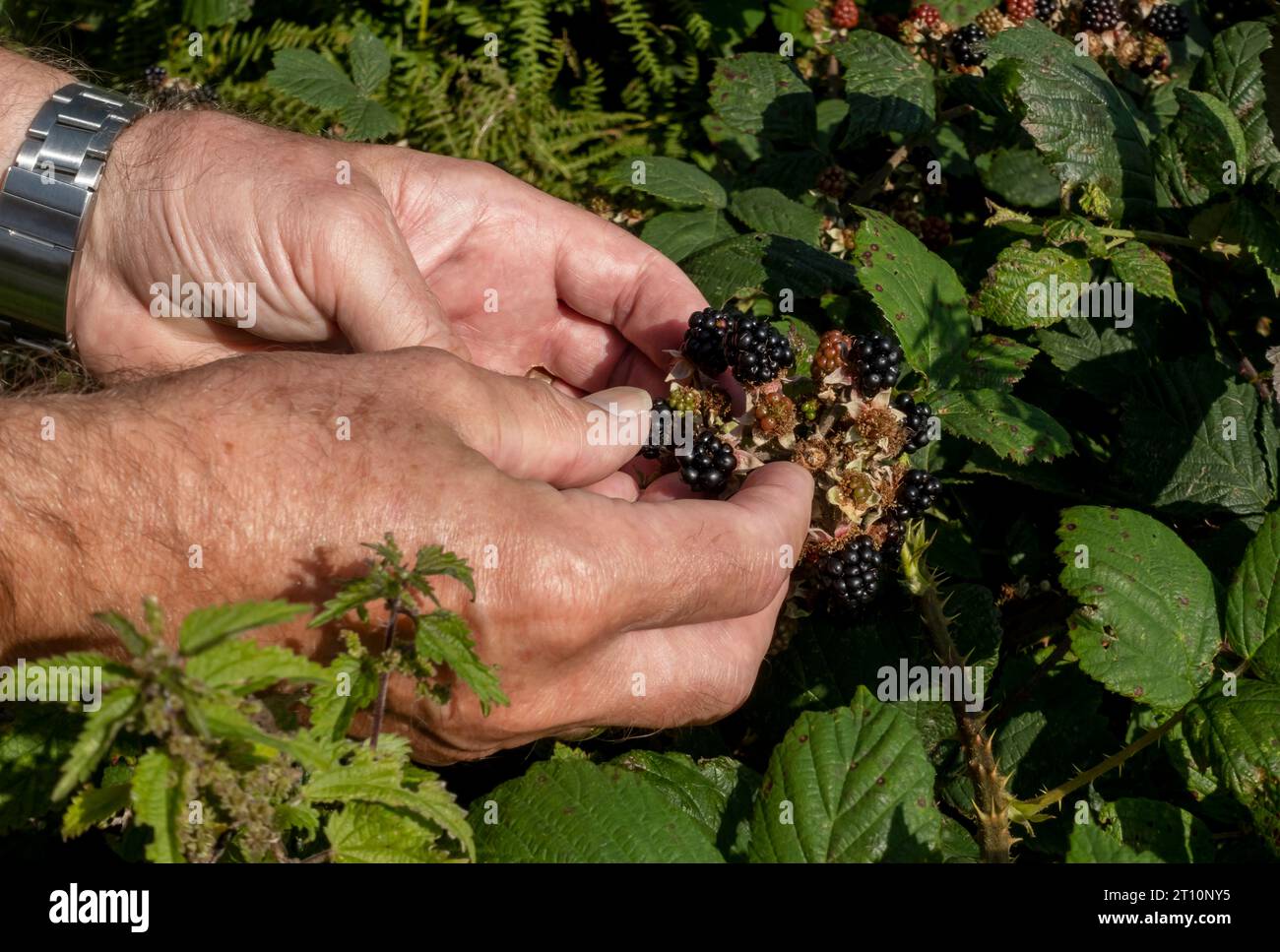 Close up of man person picking wild blackberries brambles growing in a hedgerow in autumn England UK United Kingdom GB Great Britain Stock Photo