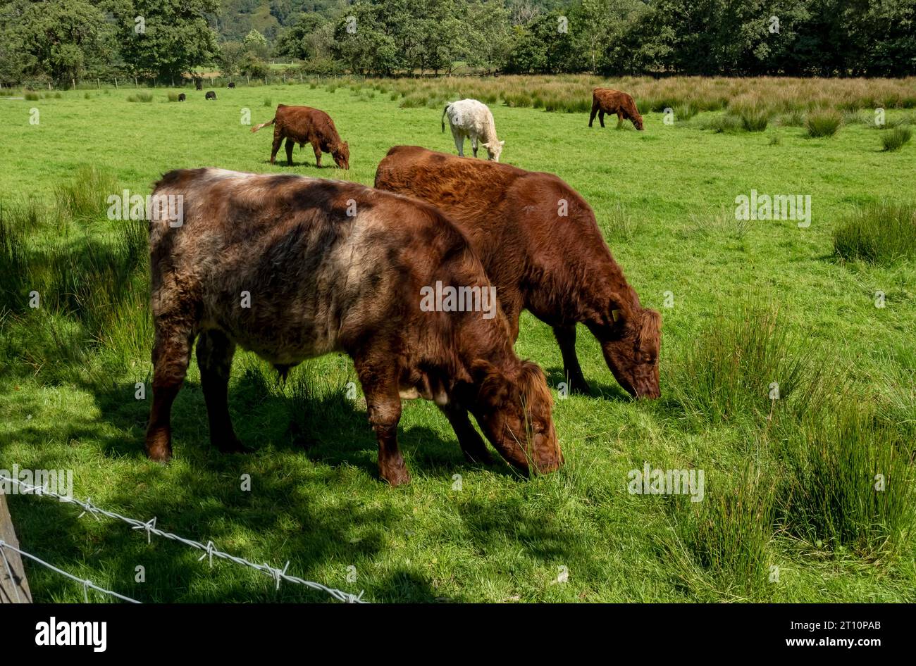 Cattle livestock British cows grazing in a field meadow in summer near Rosthwaite Borrowdale Valley Lake District National Park Cumbria England UK Stock Photo