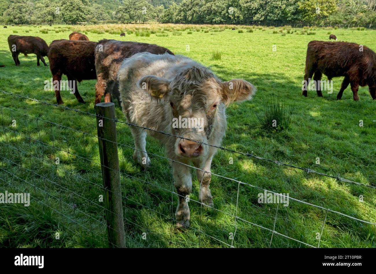 Cattle livestock British cows grazing in a field meadow in summer near Rosthwaite Borrowdale Valley Lake District National Park Cumbria England UK Stock Photo