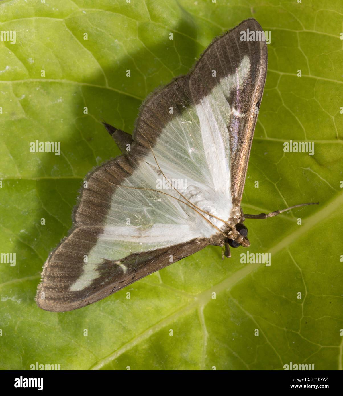 Box Tree Moth Cydalima perspectalis Stock Photo