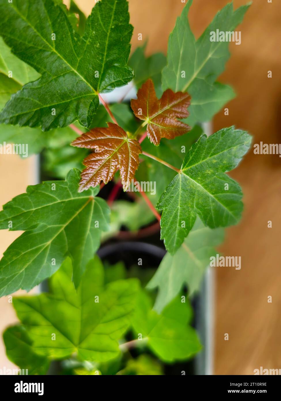 Plane Tree, Platanus acerifolia (London Plane) seedlings in a pot