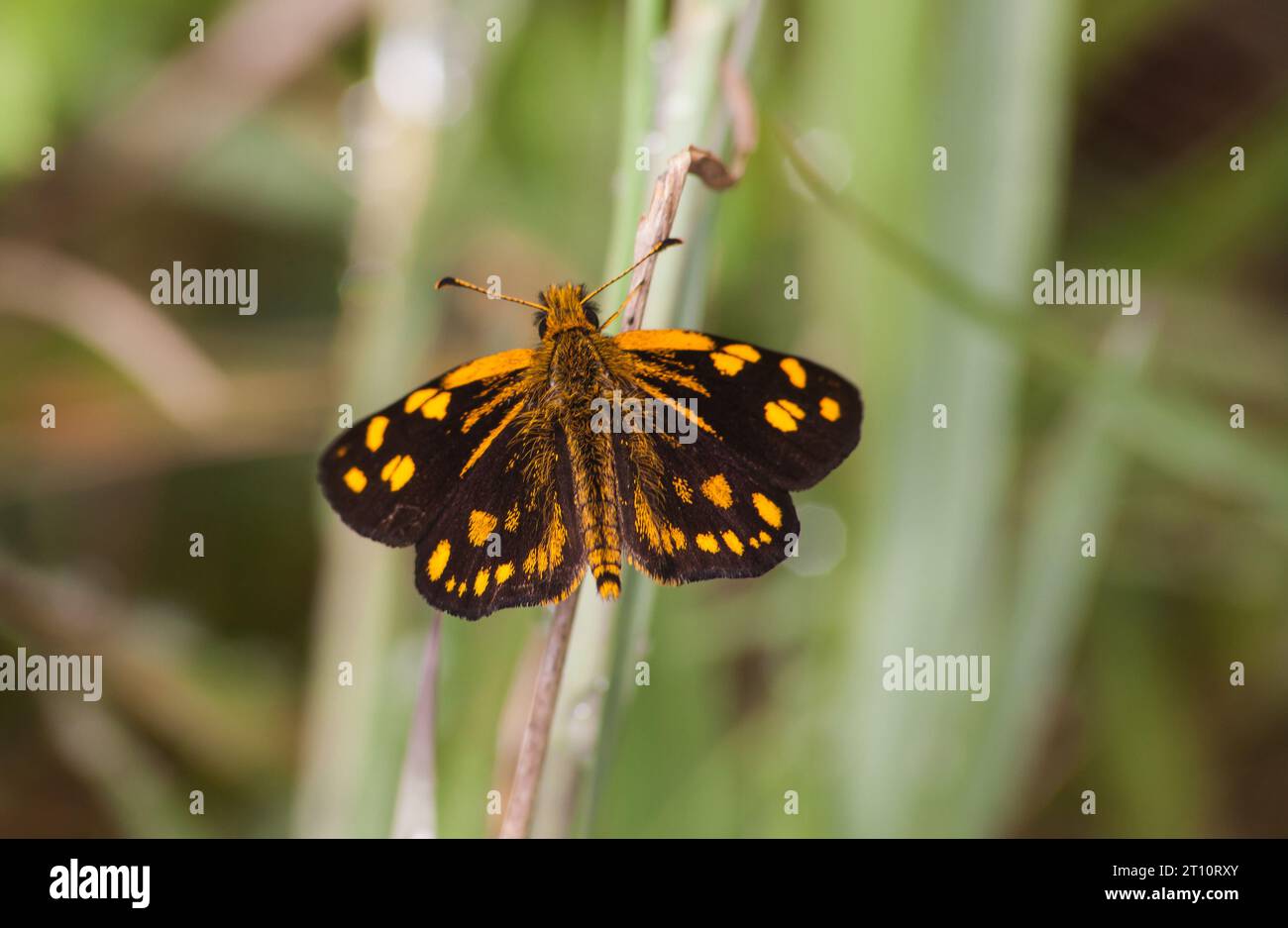 Gold Spotted Sylph Metisella metis 14098 Stock Photo