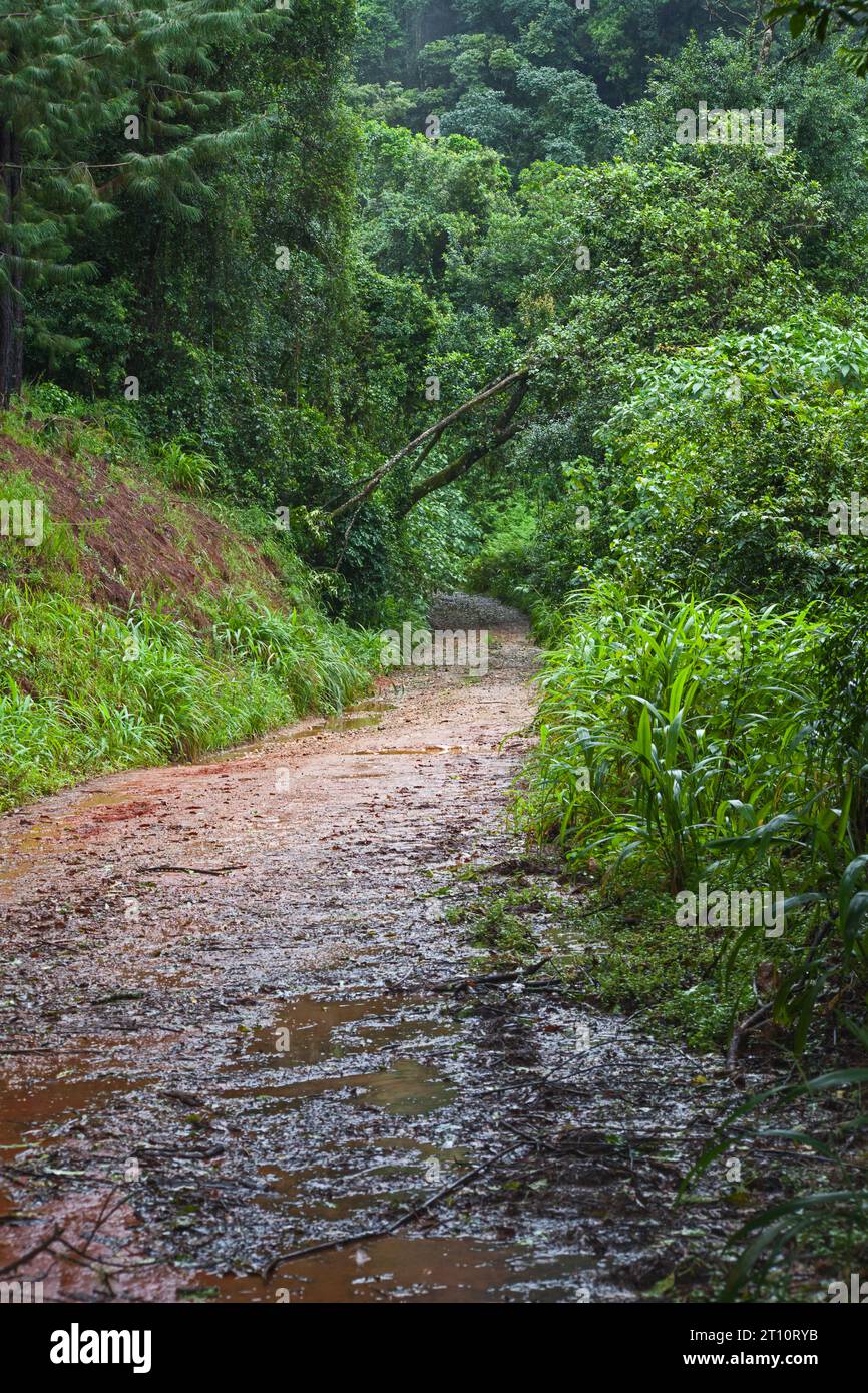Off-road karting track, mountain and dirt road forest track Stock Photo -  Alamy