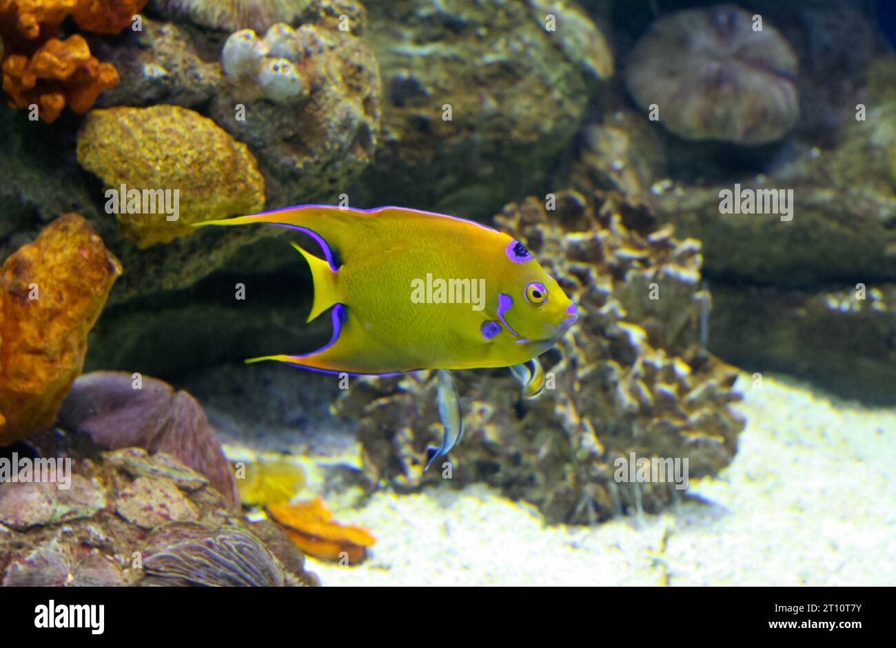 Queen angelfish or Holacanthus ciliaris. One specimen swiming close to sandy seabed Stock Photo